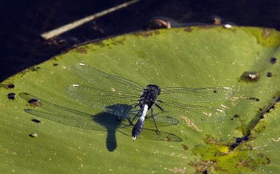 Leucorrhinia-caudalis.jpg