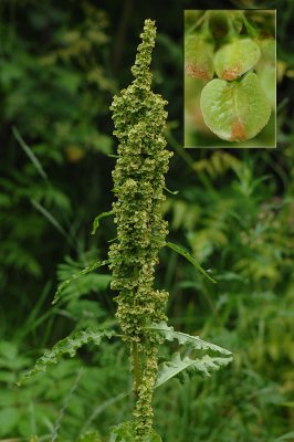 Rumex-longifolius.jpg