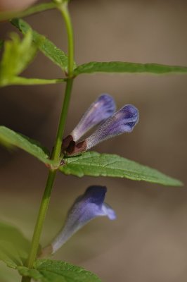 Scutellaria-galericulata.jpg
