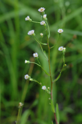 Erigeron-acer.jpg