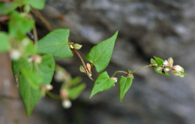 Fallopia-convolvulus.jpg