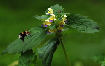 Galeopsis-speciosa.jpg