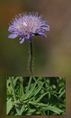 Knautia-arvensis.jpg