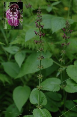 Stachys-sylvatica.jpg