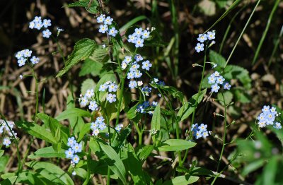 Myosotis-scorpioides.jpg