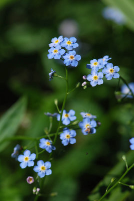 Myosotis-scorpioides.jpg