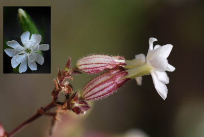 Silene-latifolia.jpg