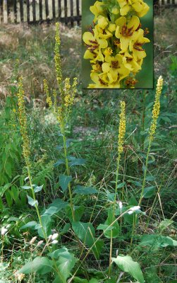 Verbascum-nigrum.jpg