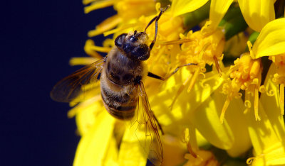 Eristalis_sp.jpg