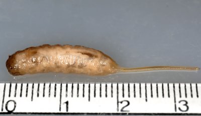 Eristalis-tenax_larva.jpg