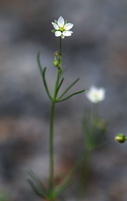 Spergula-arvensis.jpg