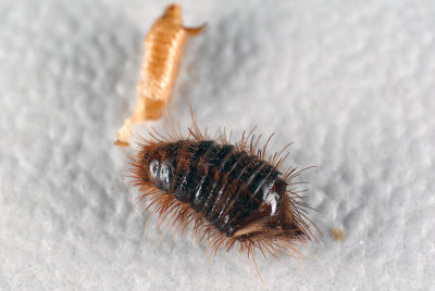 Anthrenus-museorum_larva.jpg