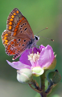 Polyommatus-icarus.jpg