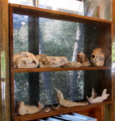 Natural History Exhibits