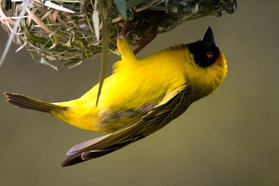 Southern Masked Weaver