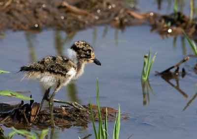 Plover Chick