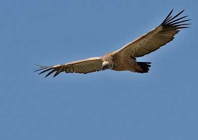 Vulture09.jpg