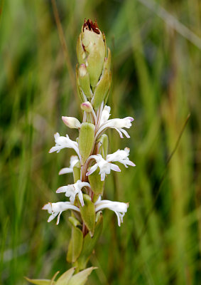 Wild Flower