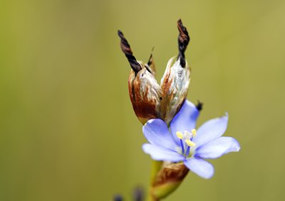 Wild Flower