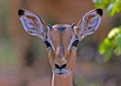 Juvenile Impala