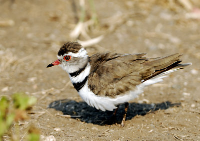 Three-banded Plover (Juvenile)