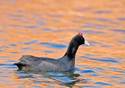 Red-knobbed Coot