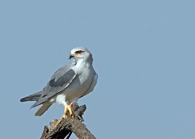 Black-shouldered Kite