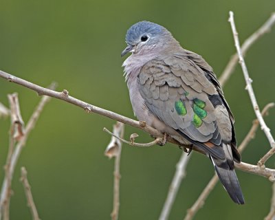 Emerald Spotted Dove