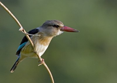 Hooded Kingfisher