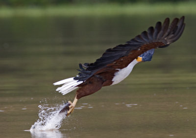 African Fish Eagle