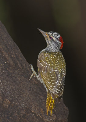 Woodpecker