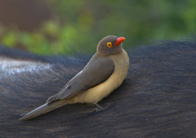 Red-billed Oxpecker