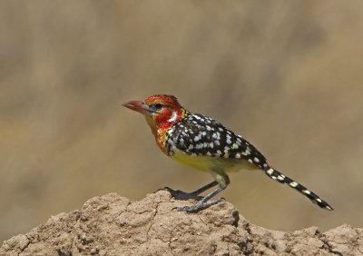 Red-and-yellow Barbet