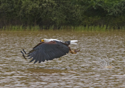 African Fish Eagle