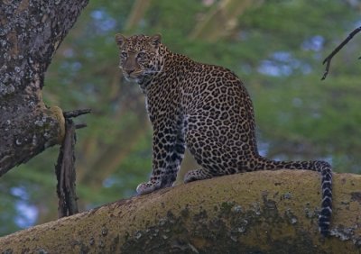 Leopard