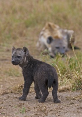 Hyena