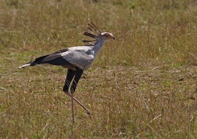Secretary Bird