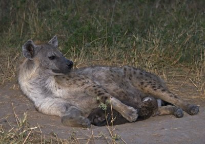 Hyena & Pup