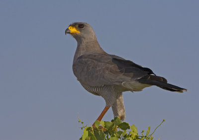 Eastern Pale Chanting Goshawk