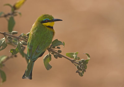 Little BeeEater