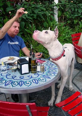 dogs and gays regulars in south beach