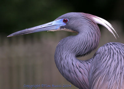 11053  - Tricolor Heron