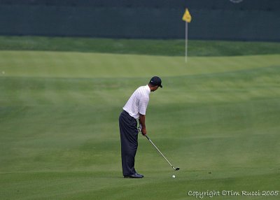 25579R - Tiger Woods