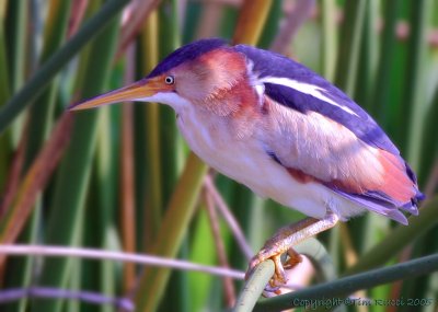 31342c  - Least Bittern