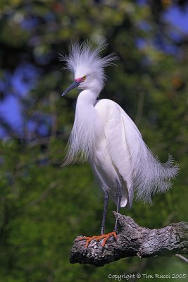 30135w = Snowy Egret