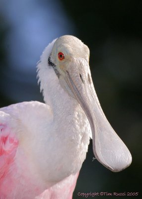 32194  Roseatte Spoonbill