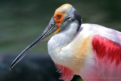 32811  Roseatte Spoonbill