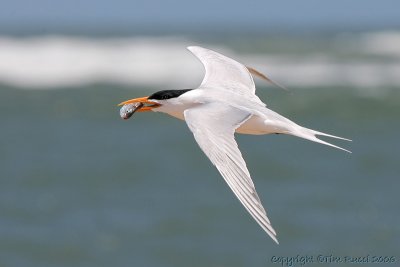 11066c - Least Tern