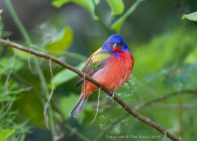 22570c -  Painted Bunting