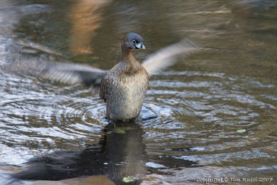 22616 -  Pied billed grebe